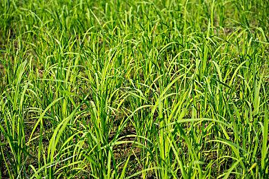 吉田直树荣获巴西游戏展终身成就奖